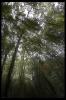 Prossima Foto: Sun beam's forest