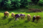 Prossima Foto: Milka...