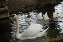 Foto Precedente: cigno
