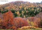 Foto Precedente: colori d'autunno