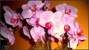 Prossima Foto: Orchidea