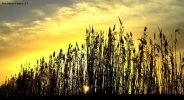 Canne al vento