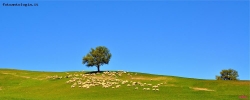 albero delle pecore..
