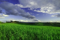 Foto Precedente: Crete Senesi