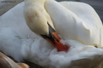 Foto Precedente: Cigno "Faccende Domestiche"