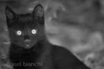 Prossima Foto: Gatto sorpreso