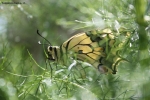 Foto Precedente: Butterfly
