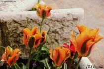 Prossima Foto: Fiori