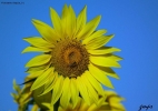 Prossima Foto: girasole