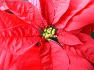 Prossima Foto: Auguri!!!!