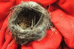 Prossima Foto: calore del nido...