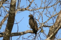 Foto Precedente: Rapace