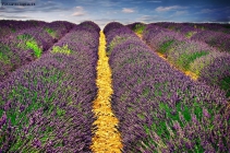 Foto Precedente: Lavanda in Provenza