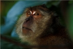 Foto Precedente: monkey