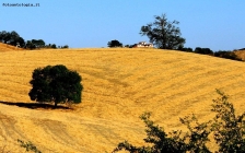 Prossima Foto: Colori di Maremma