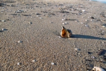 Prossima Foto: lo scrigno del mare