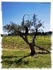 Prossima Foto: L'ulivo
