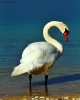 Foto Precedente: L'alba del cigno