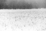 Foto Precedente: neve sul campo