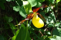 Prossima Foto: Scarpetta di Venere