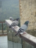 Foto Precedente: piccioni