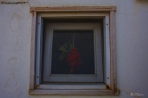 Foto Precedente: Pomodori 