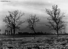 Foto Precedente: 3 Trees