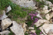 Prossima Foto: Fiori di roccia