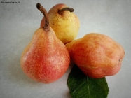 Prossima Foto: frutta dipinta