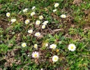 Prossima Foto: Fiori di campo