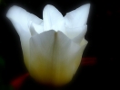 Foto Precedente: tulip