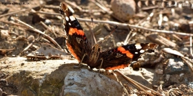 Prossima Foto: La Farfalla in posa...