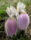 Pulsatilla primaverile