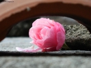 Prossima Foto: la solitudine