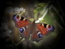Prossima Foto: farfalla