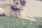 Foto Precedente: Cucciolo