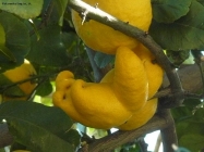 Prossima Foto: limoni