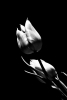 Foto Precedente: Tulipani