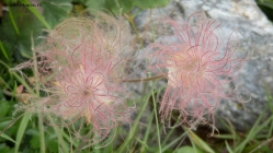 Foto Precedente: un fiore complicato