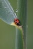 coccinella