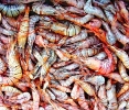 Foto Precedente: shrimps