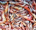 shrimps