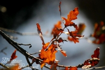 Prossima Foto: Ha messo chiome il bosco d'autunno