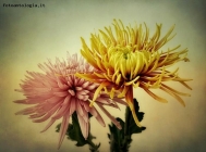 Foto Precedente: Flebili, i crisantemi si ergono