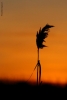 Foto Precedente: Il guardiano del tramonto