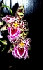 orchidee