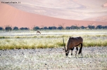 Prossima Foto: Oryx