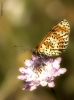 Foto Precedente: ...macro onirica..