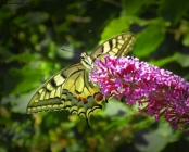 Prossima Foto: farfalla a campo dei fiori