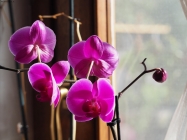 Foto Precedente: Orchidea alla finestra